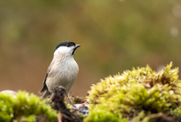 Obraz premium Common Marsh Tit in the forest background
