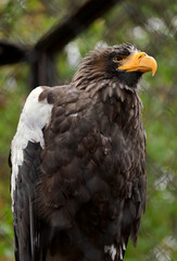 Big eagle in the zoo