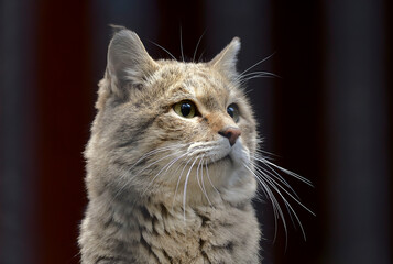 Dune head cat close up
