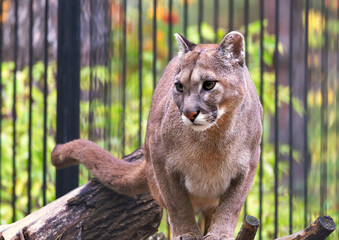 American Cougar at the zoo