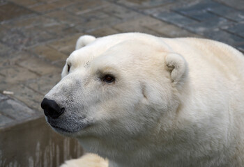 Fototapeta na wymiar The head of the polar bear in the zoo
