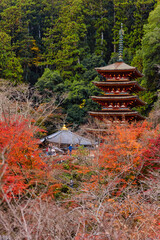 紅葉と寺