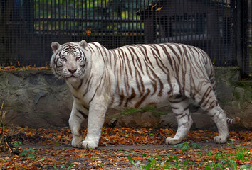 Albino Bengal tiger at the zoo