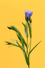 Blue flax plant and flower on yellow background