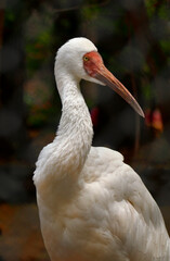 A sacred IBIS with a red beak