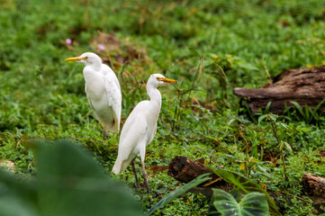 Cattle Egrets (Bubulcus ibis) in tropical forest of Papaturro River area, Nicaragua