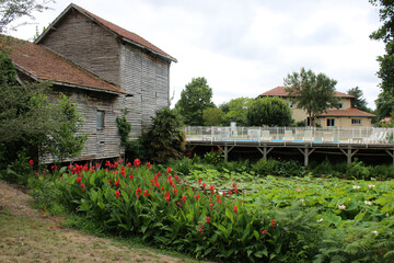 Étang de Nénuphar et Canna indica