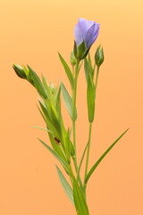 Blue flax plant and flower on light orange background