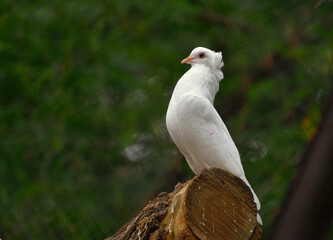 White decorative pigeon on a log 2