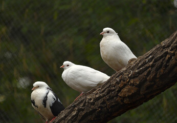 Three white house pigeons on a branch