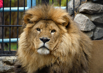Naklejka premium African lion at the zoo 2