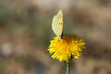 Papillon sur un Pissenlit 