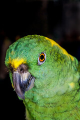 Yellow-naped Parrot (Amazona auropalliata) in aviary, Nicaragua