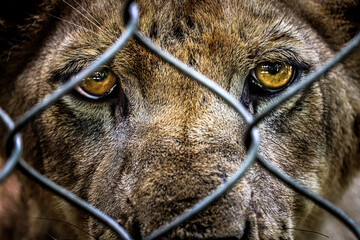 portrait of sad imprisoned young lion behind metal bar