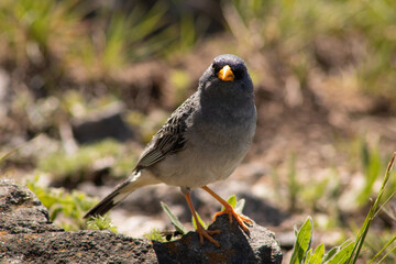 Bird