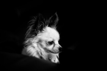 chien chihuahua