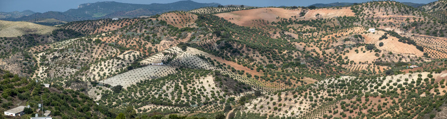 Spain, Andalusia, vast areas around Olivia are covered with olive plantations