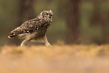 femaleAfrican spotted eagle-owl (Bubo africanus) funny running