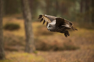 great gray owl (Strix nebulosa) flies through the forest for prey