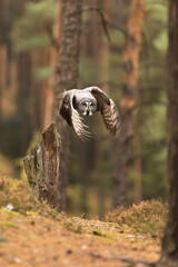 male great gray owl (Strix nebulosa) flies out of the forest