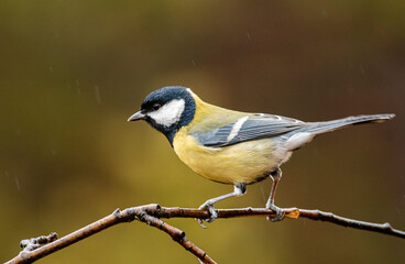 Fototapeta premium Great Tit in autumn forest