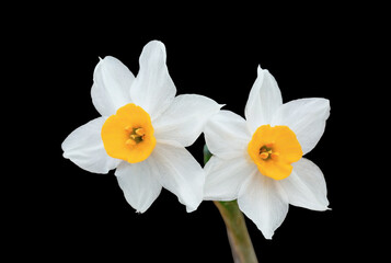 white daffodils isolated on black background
