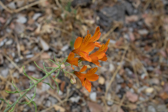 Closeup Of Small Orange Flowers In The Forest
