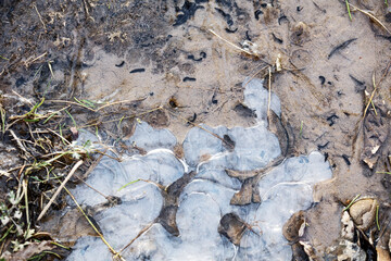 lot of tadpoles in frozen water, outdoors in early springtime