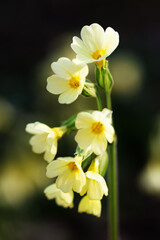 Fototapeta na wymiar yellow cowslips or primrose in the black forest and own garden