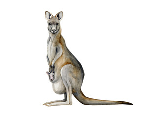 Kangaroo watercolor illustration. Hand drawn Australia animal with a baby in a pouch. Grey kangaroo side view realistic image. Australian wildlife animal with long tail and legs on white background.