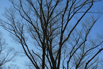 枯れ木の欅と青空