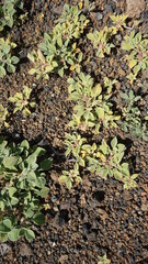 a Medicago marina (not sure) in Caihau, on the island Sao Vicente, Cabo Verde, in the month of November