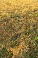 西日の当たる午後4時の枯れ野風景
