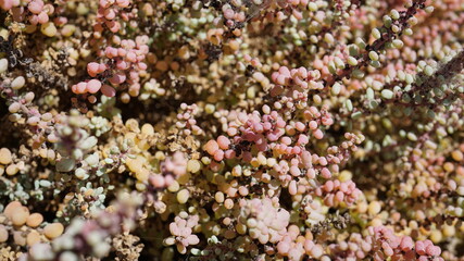 Naklejka na ściany i meble a Sedum dasyphyllum (not sure) in Caihau, on the island Sao Vicente, Cabo Verde, in the month of November