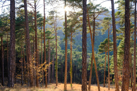 Parque natural de pe&Atilde;&plusmn;agolosa en la provincia de Castellon,Espa&Atilde;&plusmn;a.