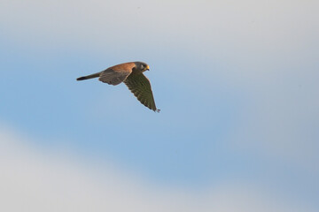 gheppio (Falco tinnunculus) in volo,silhouette su sfondo cielo