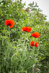 Red poppy flowers in the summer garden.
