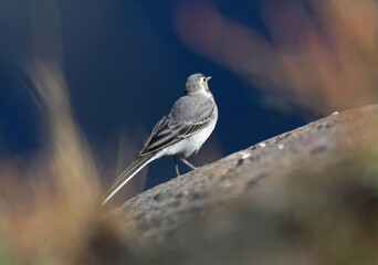 The white wagtail (Motacilla alba) is a small passerine bird in the family Motacillidae, which also includes pipits and longclaws.