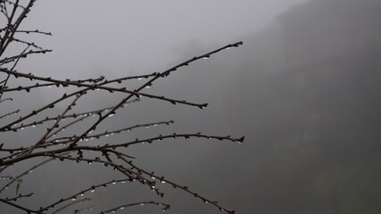 Rama Mojada con niebla