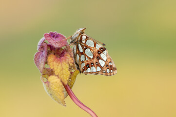 butterfly of the genus of the Nymphalidae  in the early morning on a field flower dries its wings from dew