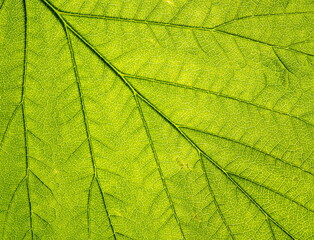 Naklejka na ściany i meble The surface of the leaf of the tree. Floral texture