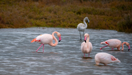flock of flamingos in their natural ecosystem
