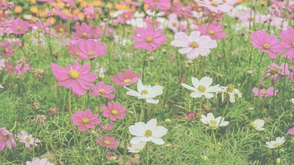 Obraz na płótnie Canvas photo of artistic daisy pink flowers in the garden