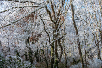 Forest of frozen oaks due to the intense cold in Spain in the winter of 2021.