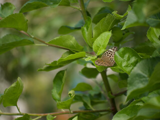 silver-washed fritillary, Argynnis paphia butterfly on a branch, a special kiss from the summer this sweet kaisermantel 