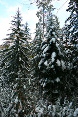 schneebedeckte Fichten