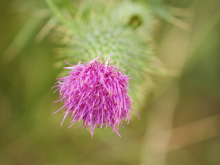 flower of a thistle, musk thistle or called Carduus nutans, a hugh and regards from the last summer 2020, shaggy blossom