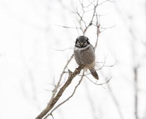 Northern Hawk Owl  Sitting on Tree Branch in Winter
