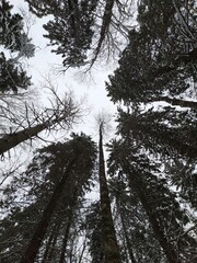 trees in winter