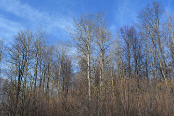 Forest with bare trees and undergrowth in early spring. Beautiful landscape in first warm day.